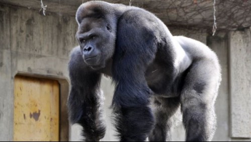 Gorila ataca a una cuidadora y la deja en estado grave en un zoológico de Madrid