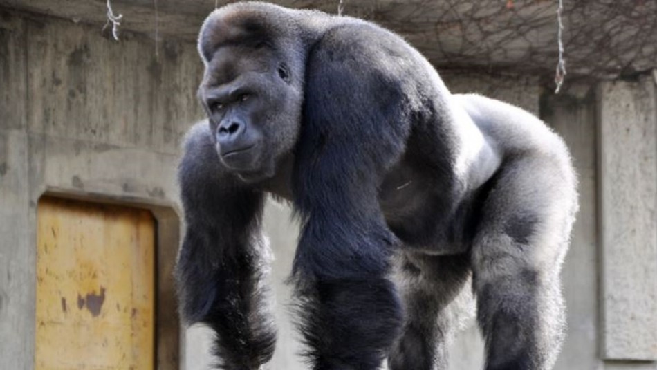 Gorila ataca a una cuidadora y la deja en estado grave en un zoológico de Madrid Gorila ataca a una cuidadora y la deja en estado grave en un zoológico de Madrid