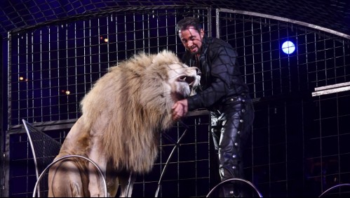 Francia va a prohibir los animales salvajes en los circos ambulantes
