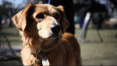 Lanzan campaña para incluir a los animales en la Constitución