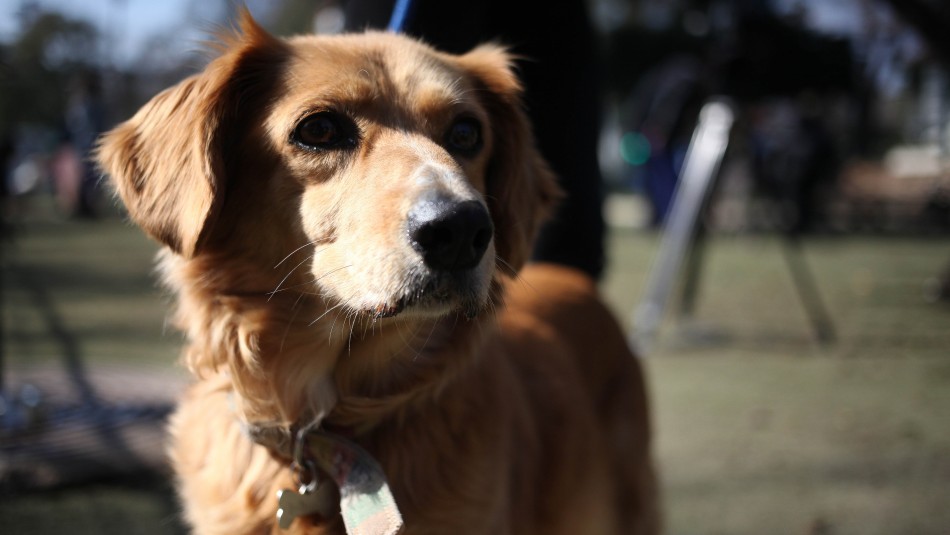 Imagen referencial Lanzan campaña para incluir a los animales en la Constitución