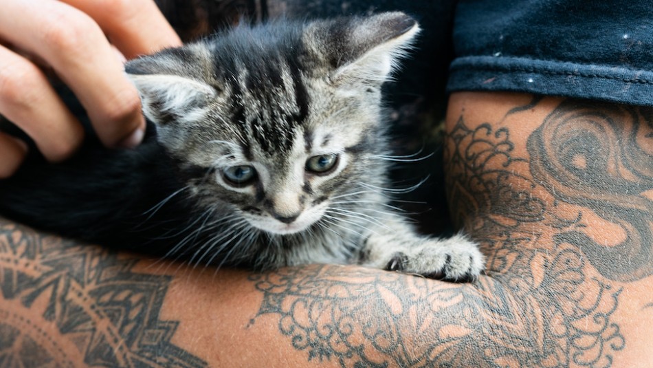 Estudio revela que los tatuajes muy grandes pueden disminuir la sudoración Estudio revela que los tatuajes muy grandes pueden disminuir la sudoración