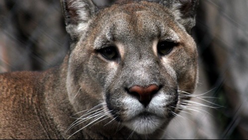 Video capta a nuevo puma suelto por calles de Las Condes