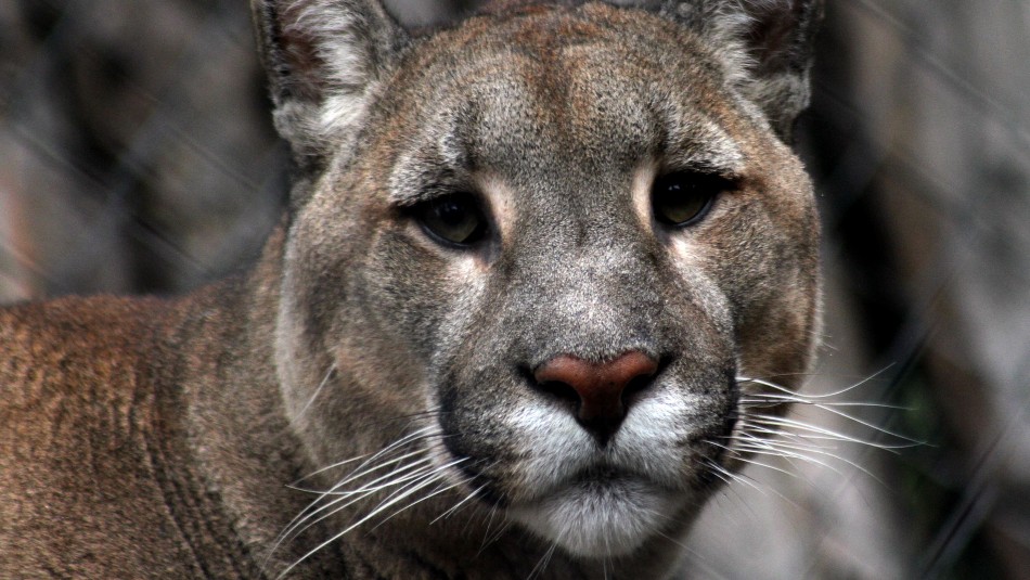 puma las condes Video capta a nuevo puma suelto por calles de Las Condes