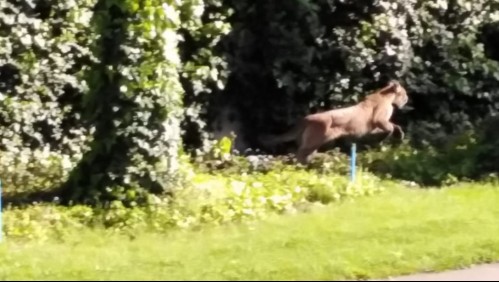 Capturan a uno de los dos pumas divisados en Las Condes