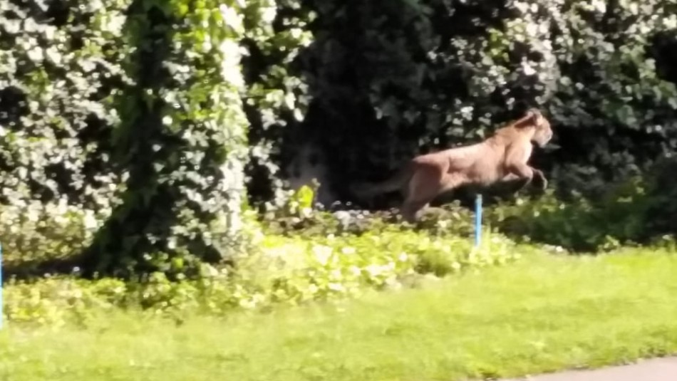 puma las condes Capturan a uno de los dos pumas divisados en Las Condes