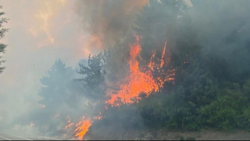 Onemi declara Alerta Roja para la comuna de Zapallar por incendio forestal