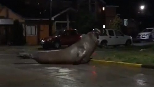 Elefante marino se pasea por calles de Puerto Cisnes: Regresó sano y salvo al mar