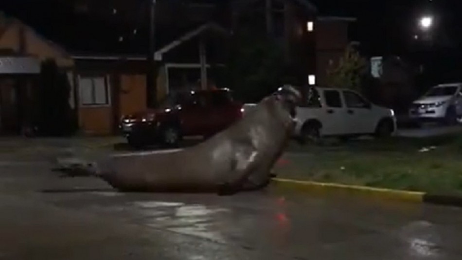 Elefante marino se pasea por calles de Puerto Cisnes: Regresó sano y salvo al mar Elefante marino se pasea por calles de Puerto Cisnes: Regresó sano y salvo al mar