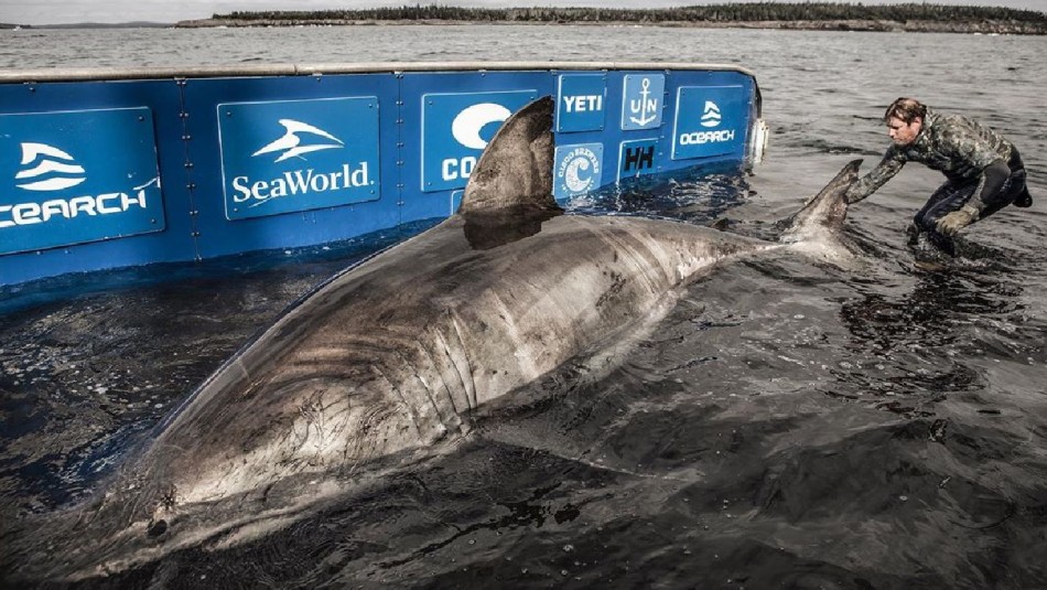 Enorme tiburón de cinco metros de largo y dos toneladas de peso es encontrado en el Atlántico Enorme tiburón de cinco metros de largo y dos toneladas de peso es encontrado en el Atlántico