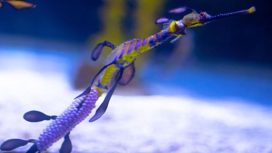 Mira los espectaculares dragones de mar que acaban de nacer por primera vez en Europa Mira los espectaculares dragones de mar que acaban de nacer por primera vez en Europa