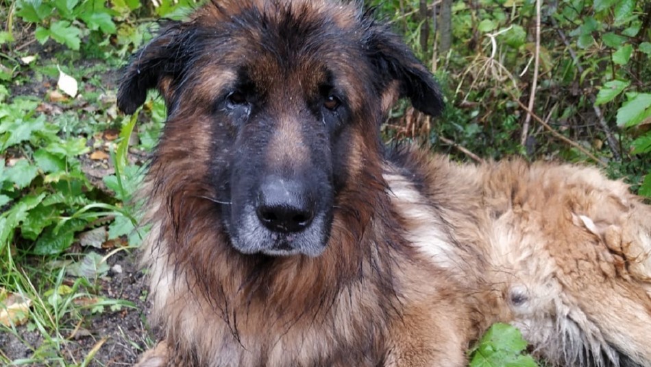 Perro sobrevivió tras ser sacrificado por sus propios dueños en Rusia Perro sobrevivió tras ser sacrificado: Escapó de su tumba y fue rescatado por una mujer