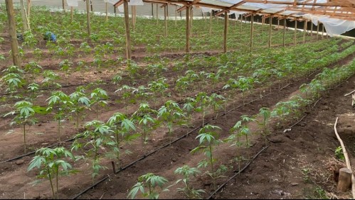 Detienen a cinco personas tras detectar plantación de marihuana en Los Vilos