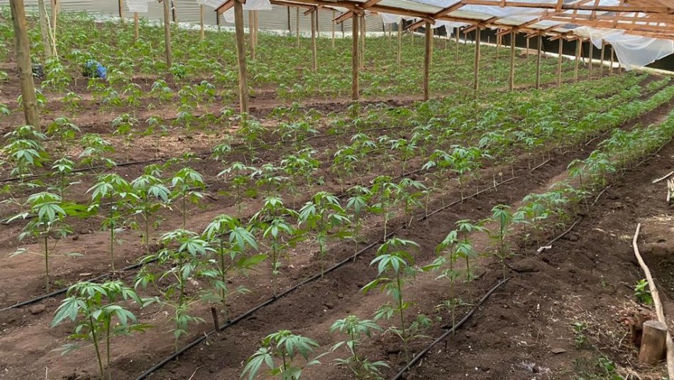 Detienen a cinco personas tras detectar plantación de marihuana en Los Vilos Detienen a cinco personas tras detectar plantación de marihuana en Los Vilos