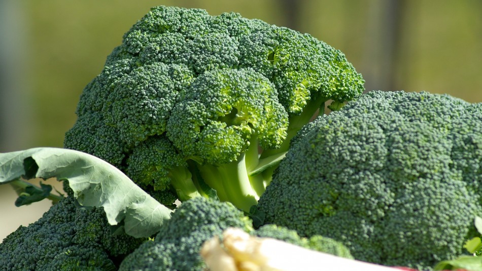 ¿Por qué el brócoli es el mejor aliado para los diabéticos?