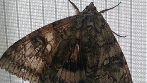 Encuentran enorme polilla en Chernóbil: Es del tamaño de un pájaro