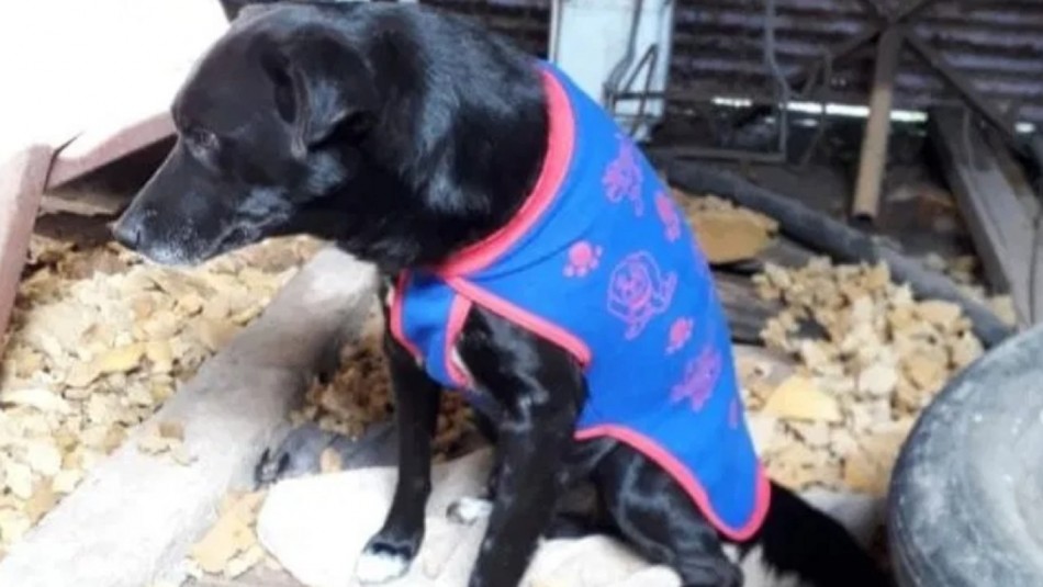 Hombre ahorca a su perro en un árbol y sus vecinos lo denuncian por maltrato animal Hombre ahorca a su perro en un árbol y sus vecinos lo denuncian por maltrato animal