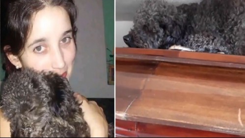 Amor incondicional: Perro acompaña a su dueña en el cementerio a cuatro años de su muerte