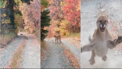 Excursionista encuentra una cría de puma en su caminata pero también a la furiosa madre