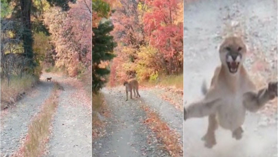 Asistir Continental cocinero Excursionista encuentra una cría de puma en su caminata pero también a la furiosa madre - Meganoticias Asistir Continental cocinero Excursionista encuentra una cría de puma en su caminata pero también a la furiosa madre - Meganoticias