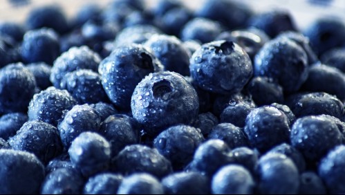Un excelente antioxidante: Mira todos los beneficios que aportan los arándanos