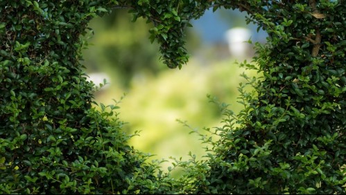 Este es el 'Túnel del Amor' que cautiva a las parejas del mundo