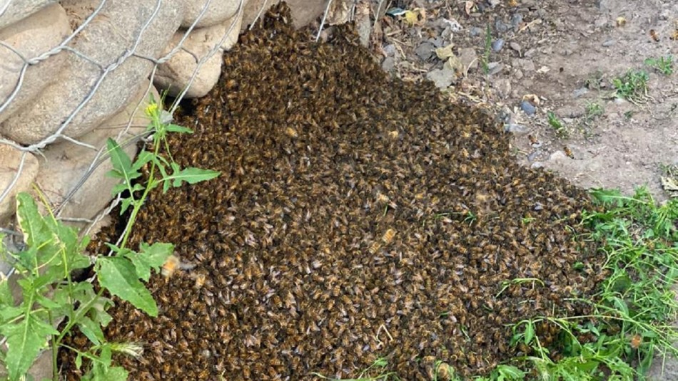 Invasión de abejas Invasión de abejas en hogar de Recoleta.