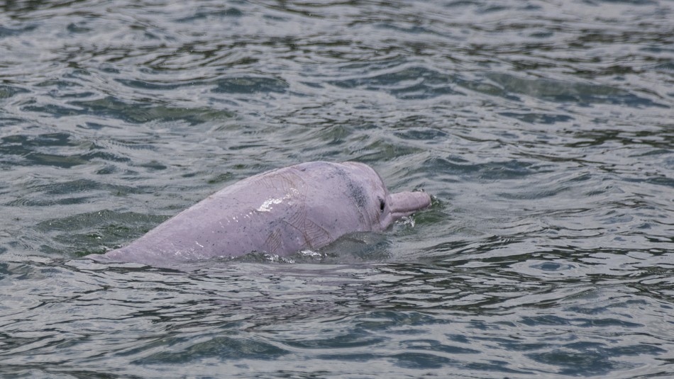 Delfines rosados vuelven a aparecer gracias al coronavirus Delfines rosados vuelven a aparecer gracias al coronavirus