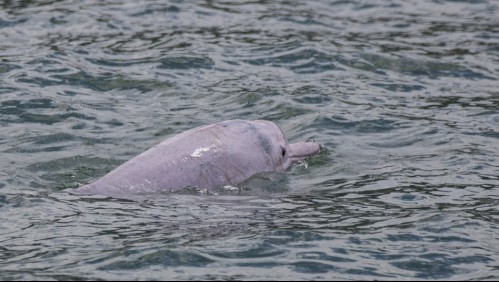 Delfines rosados vuelven a aparecer gracias al coronavirus