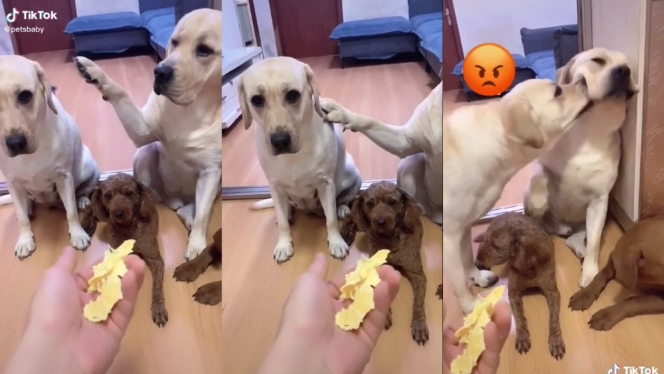 ¡Traición! Perrito acusa a otro de destrozos en la casa y arrasa en TikTok ¡Traición! Perrito acusa a otro de destrozos en la casa y arrasa en TikTok