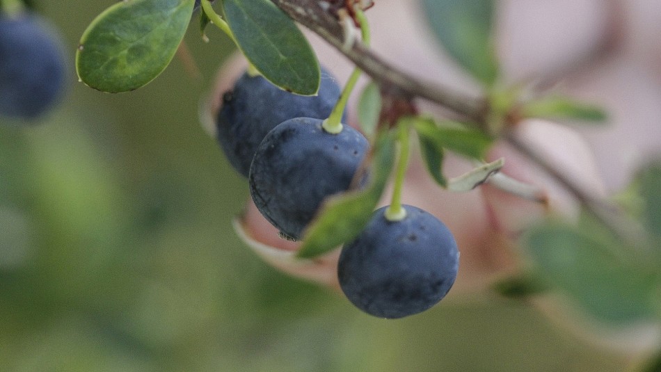 Superalimento: Conoce los beneficios que aporta a tu salud el calafate Superalimento: Conoce los beneficios que aporta a tu salud el calafate