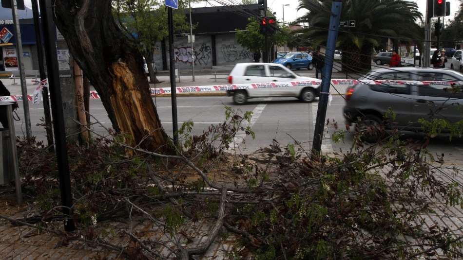 Caída rama árbol $160 millones recibirá familia de mujer que murió por caída de rama de un árbol en La Reina