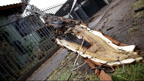 Familia de mujer que murió por caída de rama exige mantención de árboles en La Reina