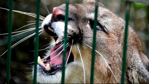 Mujer muere atacada por un puma en la comuna de Corral