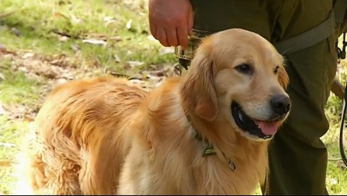 Chile es el primer país de América en tener perros biodetectores de personas con coronavirus