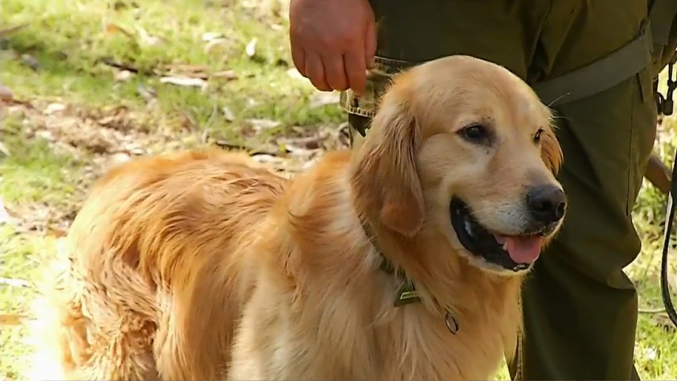 Chile es el primer país de América en tener perros biodetectores de personas con coronavirus Chile es el primer país de América en tener perros biodetectores de personas con coronavirus