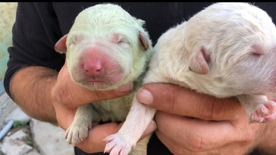 Perrito enternece al mundo por su pelo verde: Nació en Italia y se llama Perrito enternece al mundo por su pelo verde: Nació en Italia y se llama