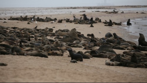 'Aborto masivo': Encuentran a miles de lobos marinos muertos