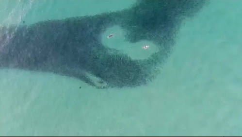 Drone capta a tiburones acechando a decenas de personas en Australia