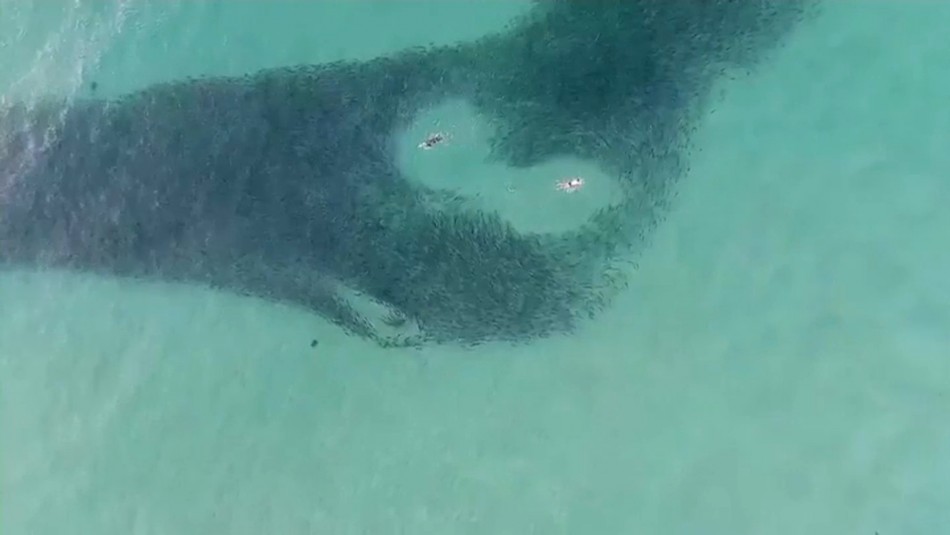 Drone capta a tiburones acechando a decenas de personas en Australia Drone capta a tiburones acechando a decenas de personas en Australia