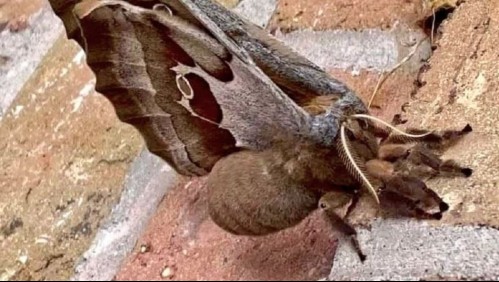 'Tarántula con alas': El extraño insecto que preocupa en Norteamérica