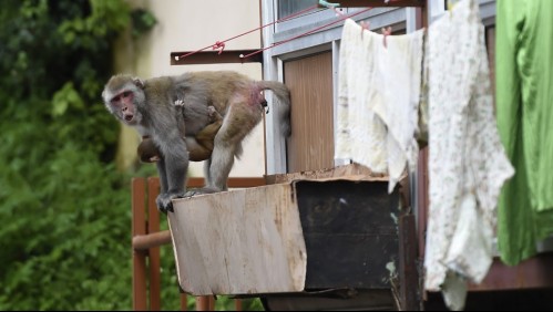 Miles de monos atacan a transeúntes en ciudad turística de India