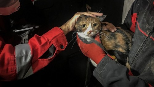 Rescatan a gato que estuvo 30 horas bajo escombros en Turquía: Fue hallado por un perro