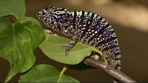 Camaleón que había sido visto por última vez hace 100 años fue encontrado en Madagascar