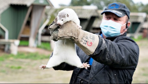 Sacrificarán millones de visones por mutación de coronavirus que infectó a personas en Dinamarca