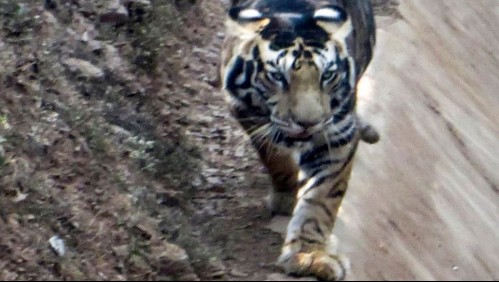 Fotógrafo logra capturar imágenes de un extraño tigre negro en la India