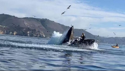 Video muestra cómo una ballena casi se traga a dos mujeres