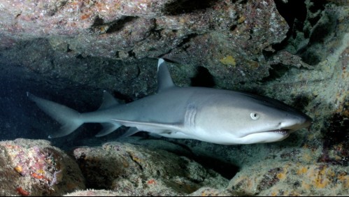 Extraño descubrimiento: Pescadores encuentran tiburón cíclope en Indonesia