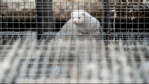 Coronavirus: Prudencia y vigilancia en la comunidad científica ante virus 'mutante' en animales