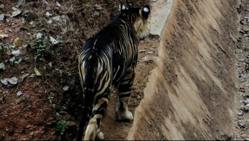 Un tigre negro asombra al mundo: Una mutación genética los hace especiales